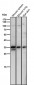 Anti-NEK7 Rabbit Monoclonal Antibody