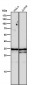 Anti-NEK7 Rabbit Monoclonal Antibody