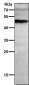 Anti-NFIB / NF1B2 Rabbit Monoclonal Antibody