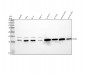Anti-Peroxiredoxin 5 Rabbit Monoclonal Antibody