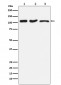 Anti-DISC1 Rabbit Monoclonal Antibody