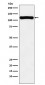 Anti-VPS11 Rabbit Monoclonal Antibody