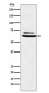 Anti-ENT2 Rabbit Monoclonal Antibody