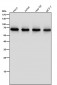 Anti-ENT2 Rabbit Monoclonal Antibody