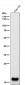 Anti-MYL9 Rabbit Monoclonal Antibody