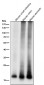 Anti-MYL9 Rabbit Monoclonal Antibody