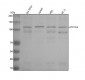 Anti-ATP1A3 Rabbit Monoclonal Antibody