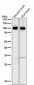 Anti-ATP1A3 Rabbit Monoclonal Antibody