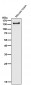 Anti-PER2 Rabbit Monoclonal Antibody