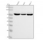 Anti-ZBTB7A Rabbit Monoclonal Antibody