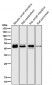 Anti-TMPRSS2 Rabbit Monoclonal Antibody