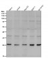 Anti-Neurogenin 2 Rabbit Monoclonal Antibody