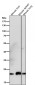 Anti-ICOS Rabbit Monoclonal Antibody