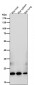 Anti-ICOS Rabbit Monoclonal Antibody
