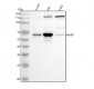 Anti-WASP Rabbit Monoclonal Antibody