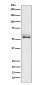 Anti-Angiotensinogen Rabbit Monoclonal Antibody