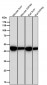 Anti-ASS1 Rabbit Monoclonal Antibody