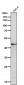 Anti-ASS1 Rabbit Monoclonal Antibody