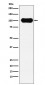 Anti-FE65 Rabbit Monoclonal Antibody