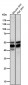 Anti-AP2 alpha Rabbit Monoclonal Antibody