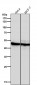 Anti-AP2 alpha Rabbit Monoclonal Antibody
