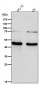 Anti-AP2 alpha Rabbit Monoclonal Antibody
