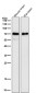 Anti-SAM68 Rabbit Monoclonal Antibody