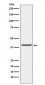 Anti-PAR4 Rabbit Monoclonal Antibody