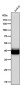Anti-PAR4 Rabbit Monoclonal Antibody