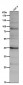 Anti-PAR4 Rabbit Monoclonal Antibody