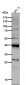 Anti-PAR4 Rabbit Monoclonal Antibody