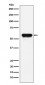 Anti-Angiotensinogen Rabbit Monoclonal Antibody
