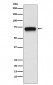 Anti-ACHA4 Rabbit Monoclonal Antibody