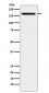 Anti-IL17A Receptor Rabbit Monoclonal Antibody