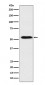 Anti-ApoH Rabbit Monoclonal Antibody