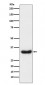 Anti-LEFTY1 + LEFTY2 Rabbit Monoclonal Antibody
