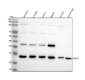 Anti-FGF19 Rabbit Monoclonal Antibody