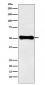 Anti-GLUD1 Rabbit Monoclonal Antibody