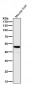 Anti-GLUD1 Rabbit Monoclonal Antibody