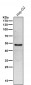 Anti-GLUD1 Rabbit Monoclonal Antibody