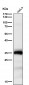 Anti-HOXB4 Rabbit Monoclonal Antibody