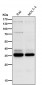 Anti-HOXB4 Rabbit Monoclonal Antibody