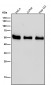 Anti-RAD52 Rabbit Monoclonal Antibody