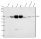 Anti-IMP2 Rabbit Monoclonal Antibody
