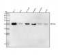 Anti-SRD5A2 Rabbit Monoclonal Antibody