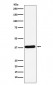 Anti-CRKII Rabbit Monoclonal Antibody