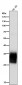 Anti-PR3 Rabbit Monoclonal Antibody