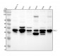 Anti-FRA1 Rabbit Monoclonal Antibody