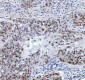 Anti-DP1 Rabbit Monoclonal Antibody