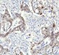 Anti-DP1 Rabbit Monoclonal Antibody